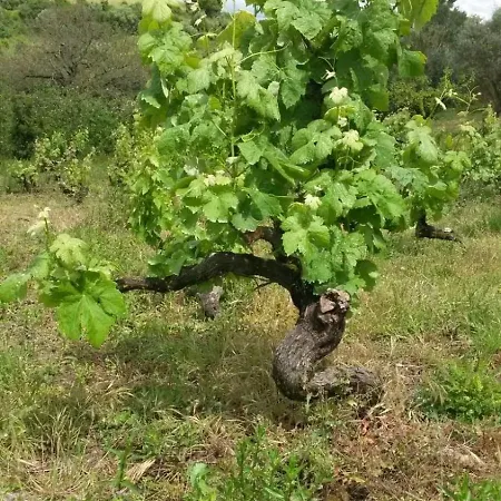 One Bedroom With Private Bathroom And Kitchen Alcobaça