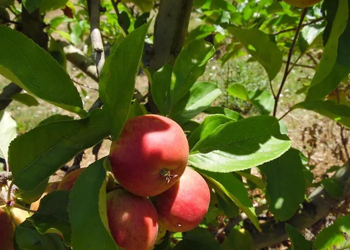 One Bedroom With Private Bathroom And Kitchen * Alcobaça