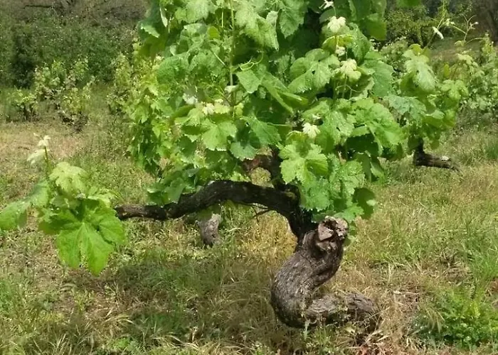 One Bedroom With Private Bathroom And Kitchen Alcobaça